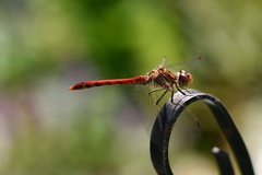 Sympetrum striolatum