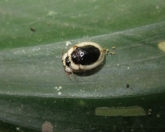 Aslamidium semicirculare