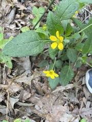 Chrysogonum