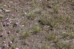 Phlox roemeriana