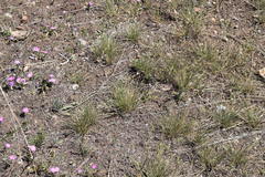 Phlox roemeriana