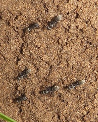 Camponotus cinctellus