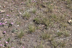 Phlox roemeriana