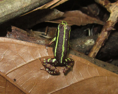 Epipedobates anthonyi