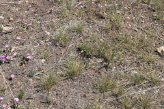 Phlox roemeriana