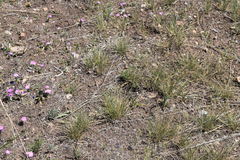 Phlox roemeriana