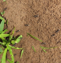 Camponotus cinctellus