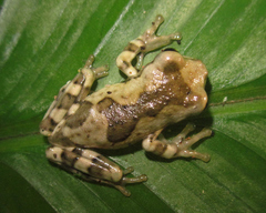 Trachycephalus quadrangulum