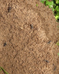 Camponotus cinctellus