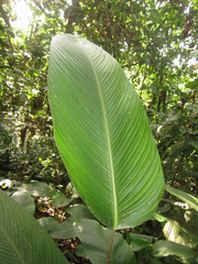 Pleiostachya pruinosa