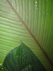 Pleiostachya pruinosa