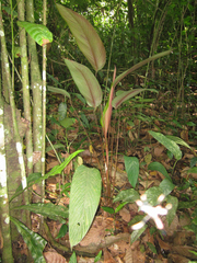 Pleiostachya pruinosa