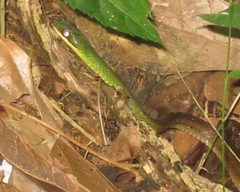 Erythrolamprus epinephalus