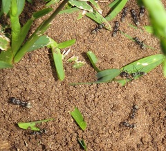 Camponotus cinctellus