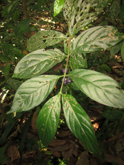 Bertiera