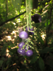 Bertiera
