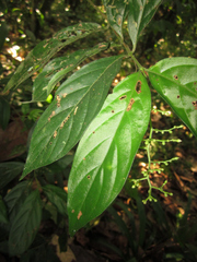 Bertiera