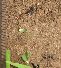 Camponotus cinctellus