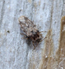 Parapiesma cinereum