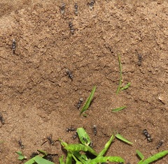 Camponotus cinctellus