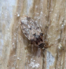 Parapiesma cinereum