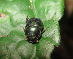 Canthidium