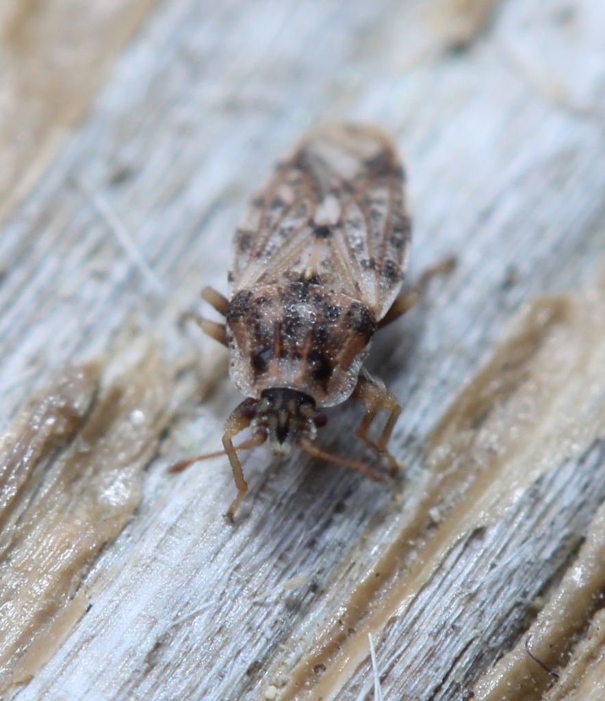 Parapiesma cinereum