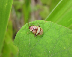 Asphaera nobilitata