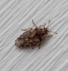 Parapiesma cinereum