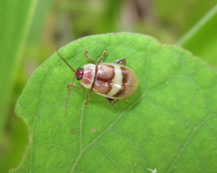 Asphaera nobilitata