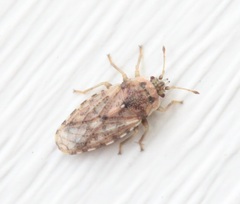 Parapiesma cinereum