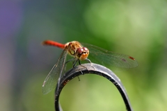 Sympetrum striolatum