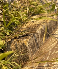 Podarcis muralis