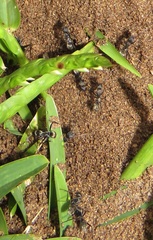 Camponotus cinctellus