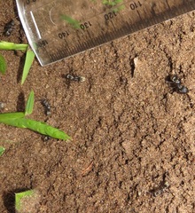 Camponotus cinctellus