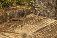 Podarcis muralis
