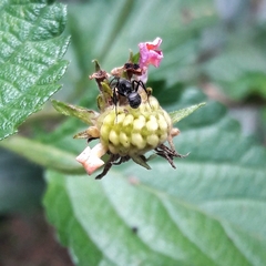 Parrhasius polibetes