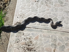 Galvarinus chilensis