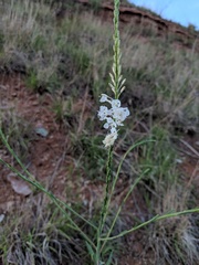 Oenothera glaucifolia