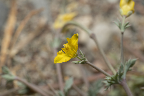 Hypecoum torulosum