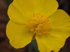 Ranunculus bupleuroides