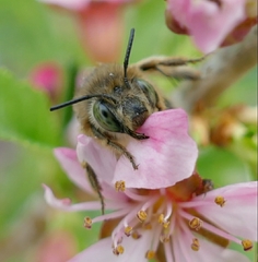 Anthophora crinipes