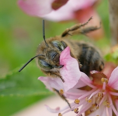 Anthophora crinipes