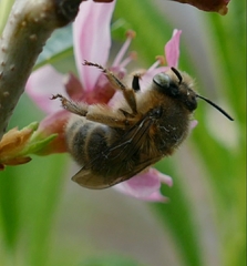Anthophora crinipes