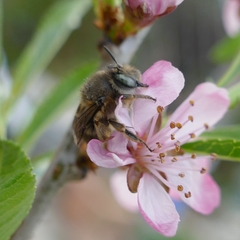 Anthophora crinipes