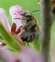 Anthophora crinipes