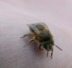 Anthophora crinipes
