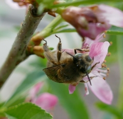 Anthophora crinipes