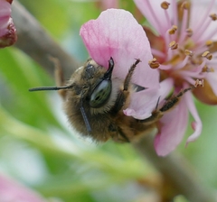 Anthophora crinipes