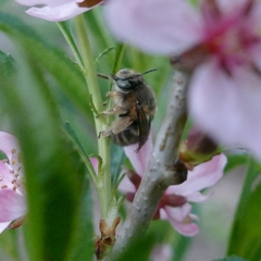 Anthophora crinipes
